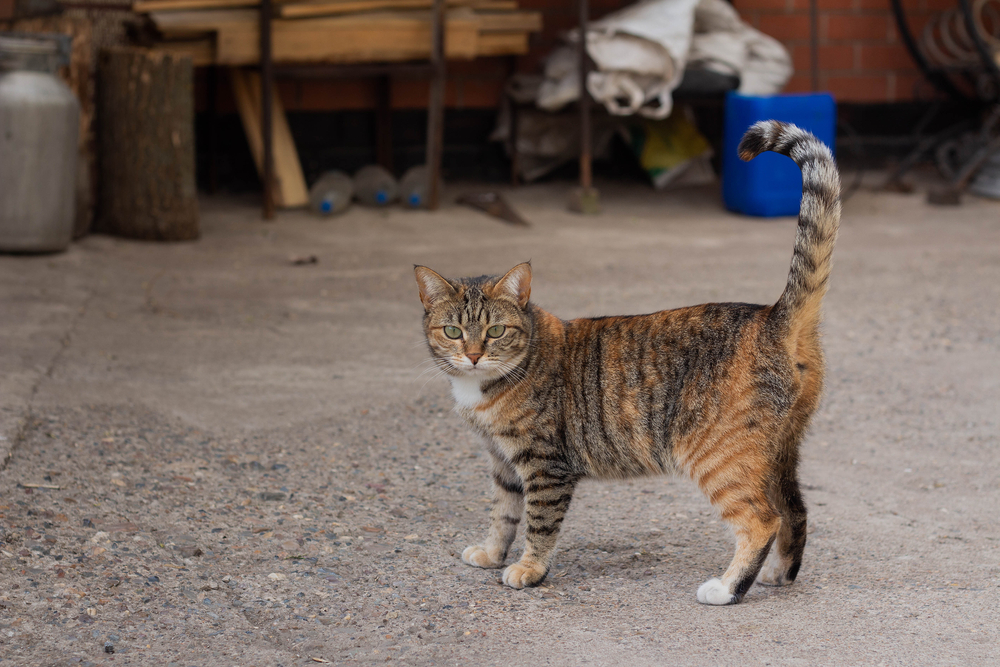 Cat, kat, Katze