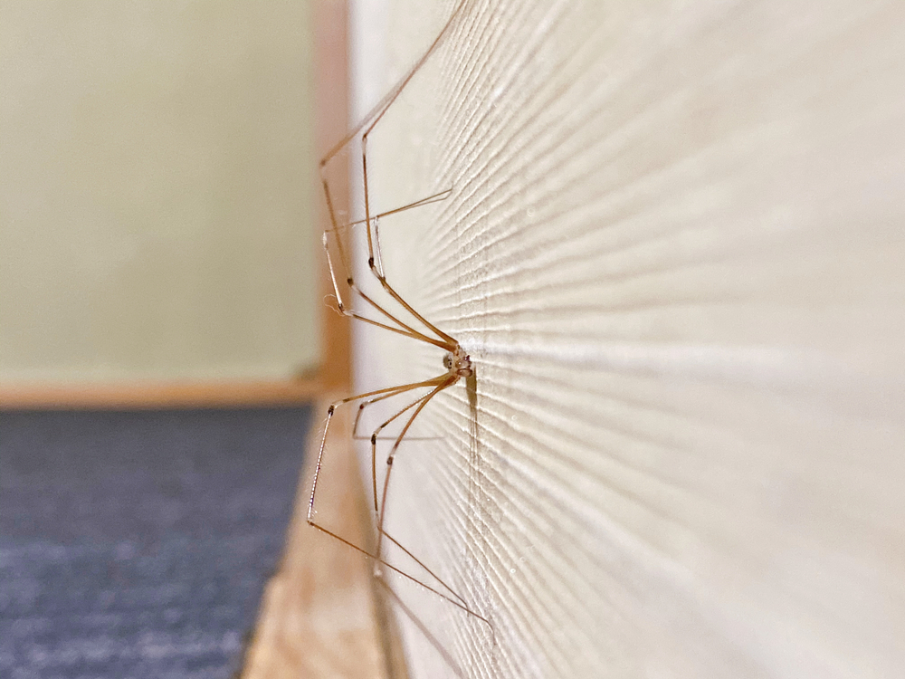spider long legs edderkopp lange ben