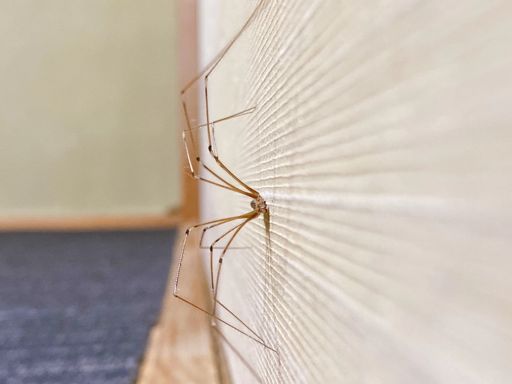 spider long legs edderkopp lange ben