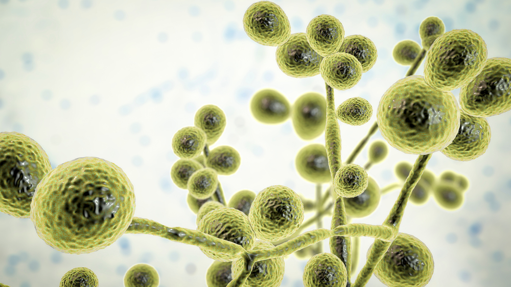 Candida,Fungi,,Candida,Albicans,,C.,Auris,And,Other,Human,Pathogenic