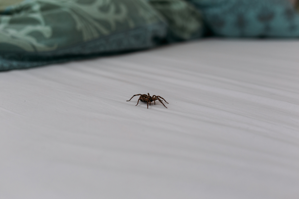 spider, edderkop