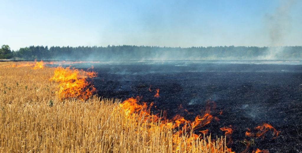 fire in field mark brand