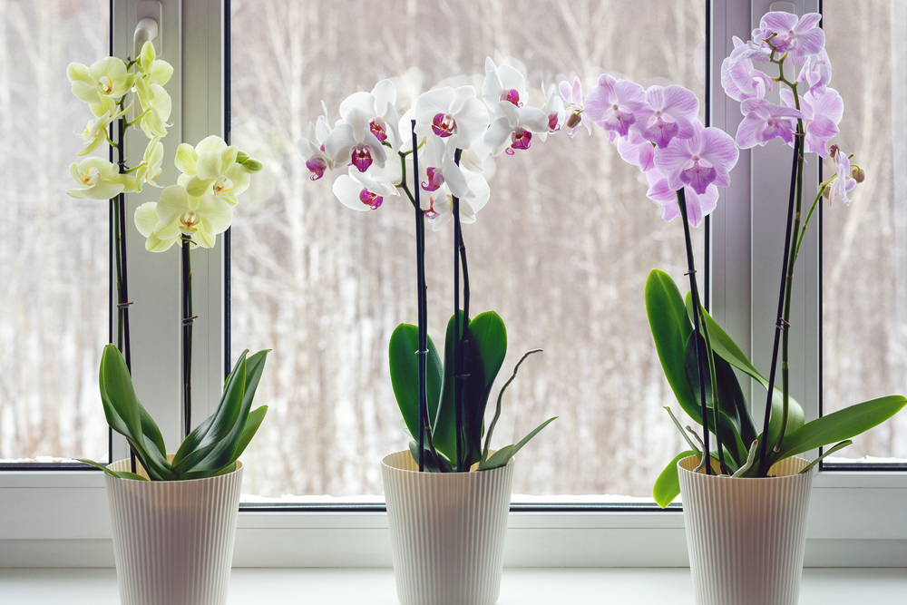 Orchid, Orchidee