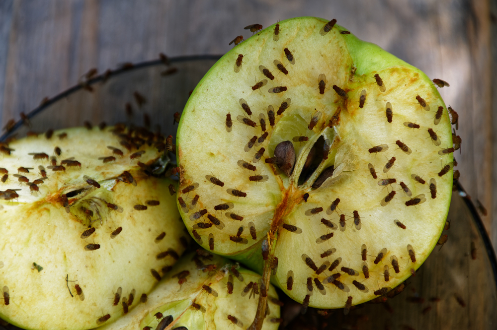 Lei av bananfluer på kjøkkenet? Mange vet ikke at dette bør rengjøres regelmessig