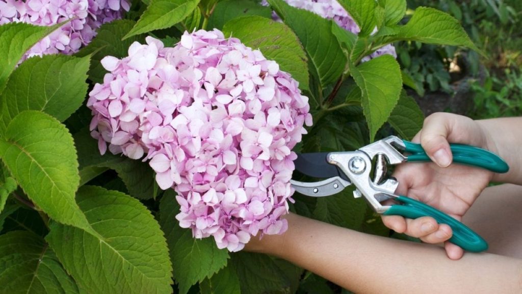 hortensia