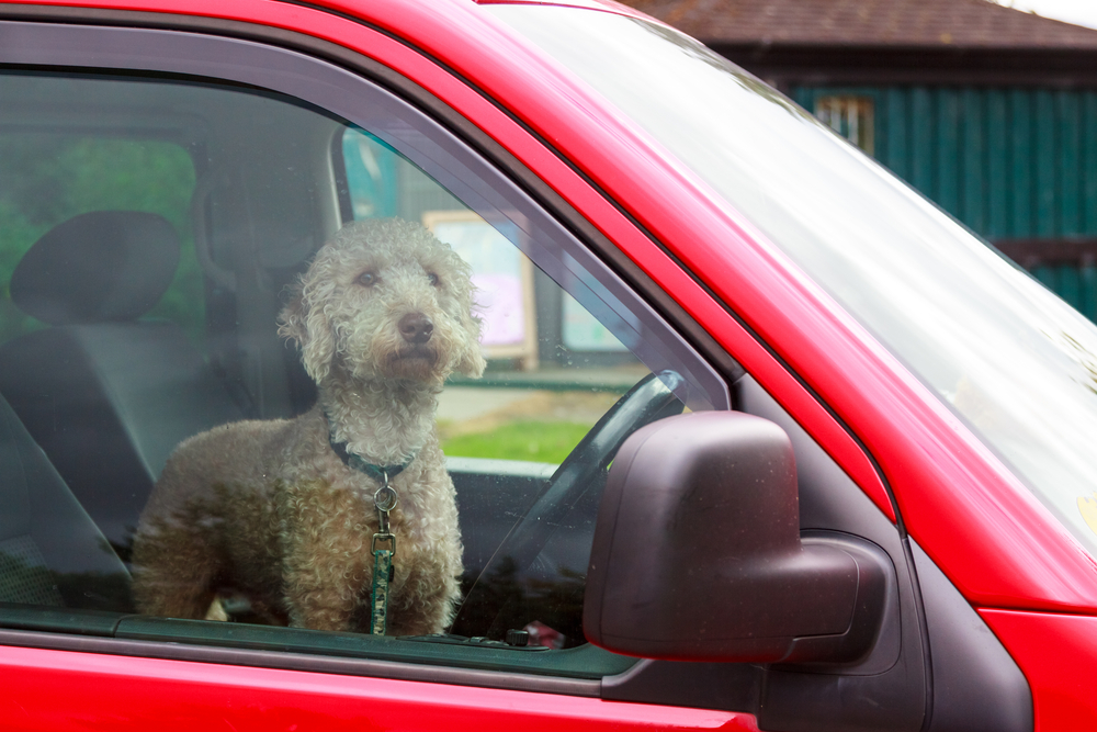 An,Intent,Dog,Waiting,For,His,Owner,In,A,Car