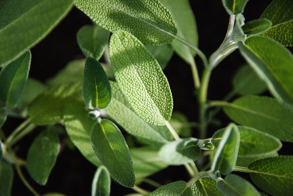 Common,Sage,,Broadleaf,Sage,-,Salvia,Officinalis,Plants,Grow,In