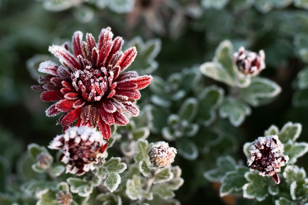 Fall,Autumn,Frost, Frozen,Burgundy Blooming Chrysanthemum,Frost, høst, höst, efterår,
