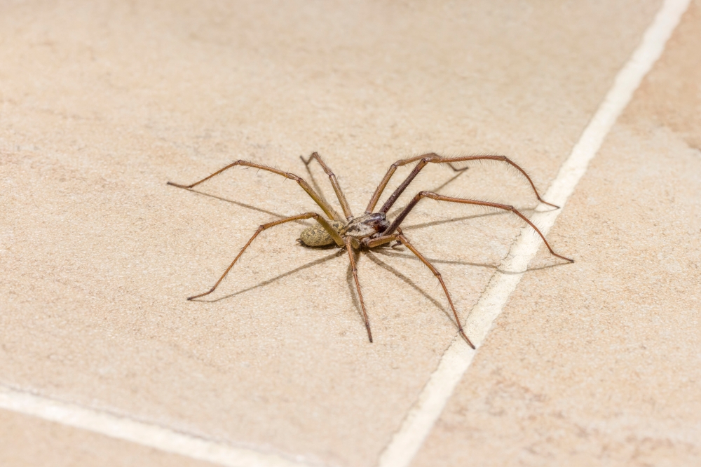 edderkopp edderkop house spider