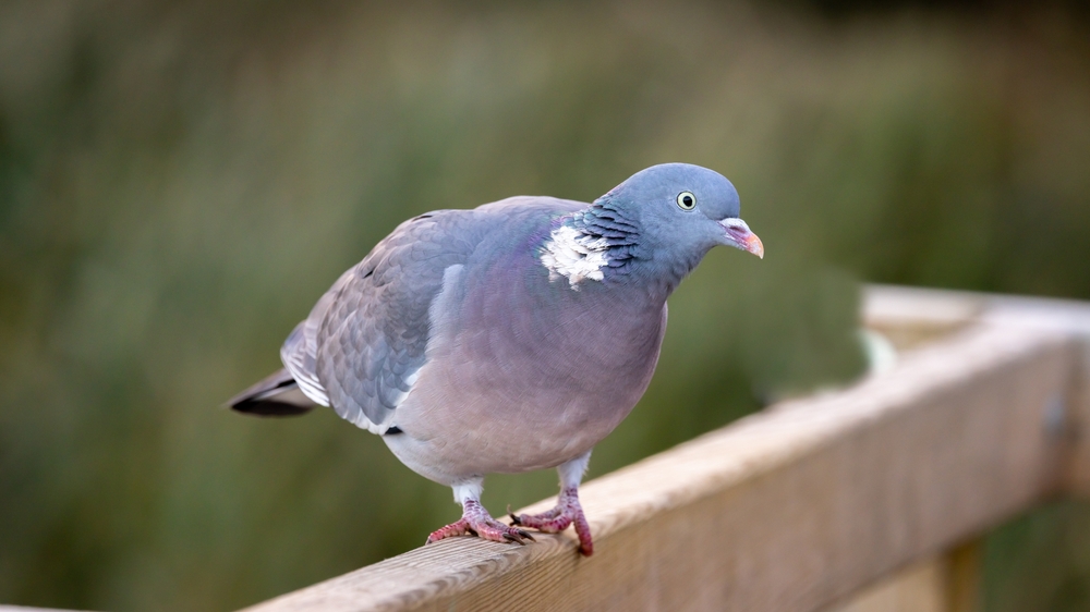 Pidgeon, due