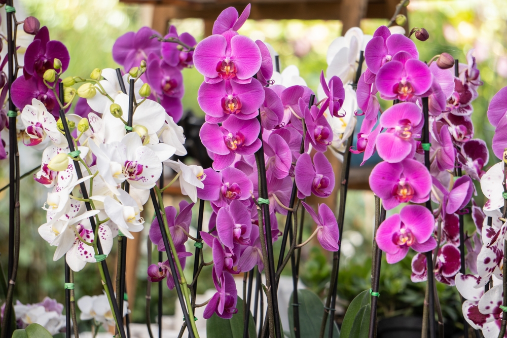 Orchid, Orchidee