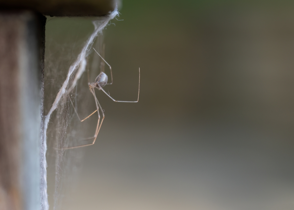 spider, edderkop