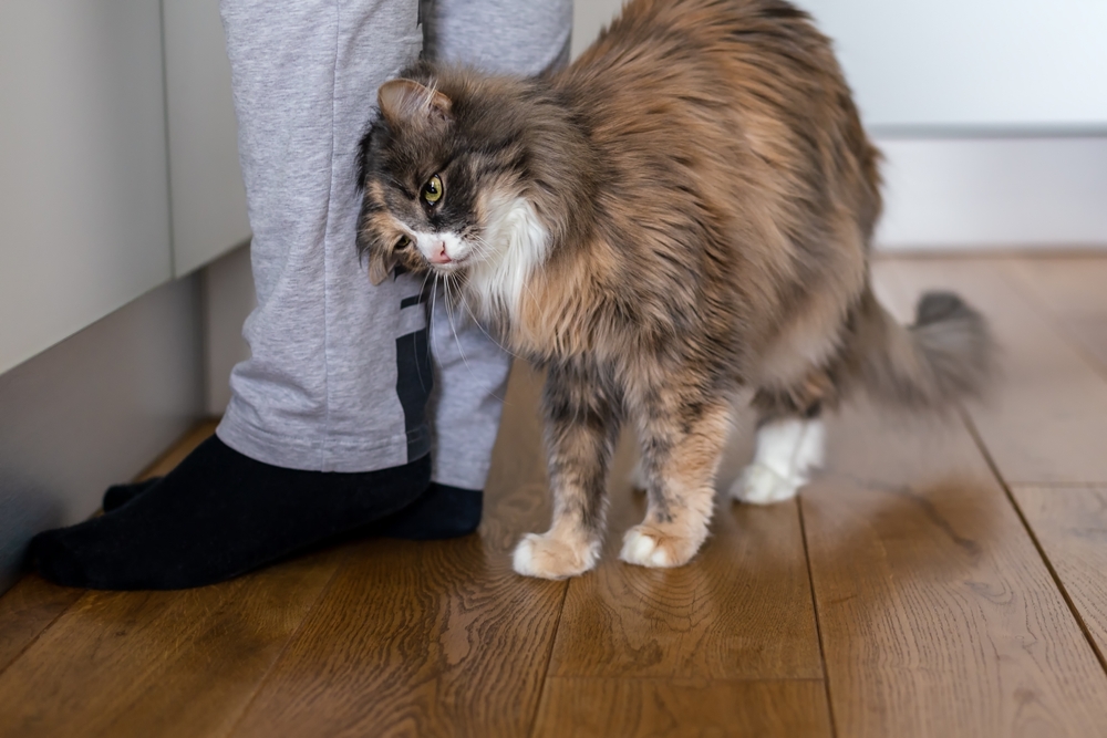 Cat, katt