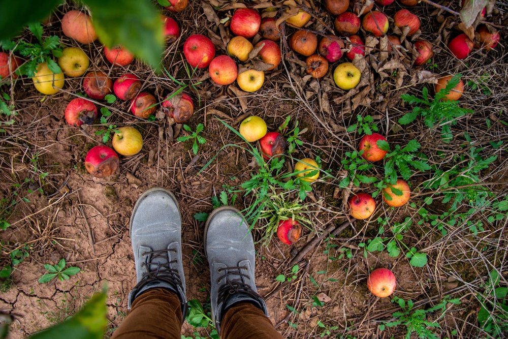 Fallen,Red,Apples,On,The,Ground, røde epler, nedfallsfrukt, på jorden bakken, æbler, nedfaldsfrugt, apfel
