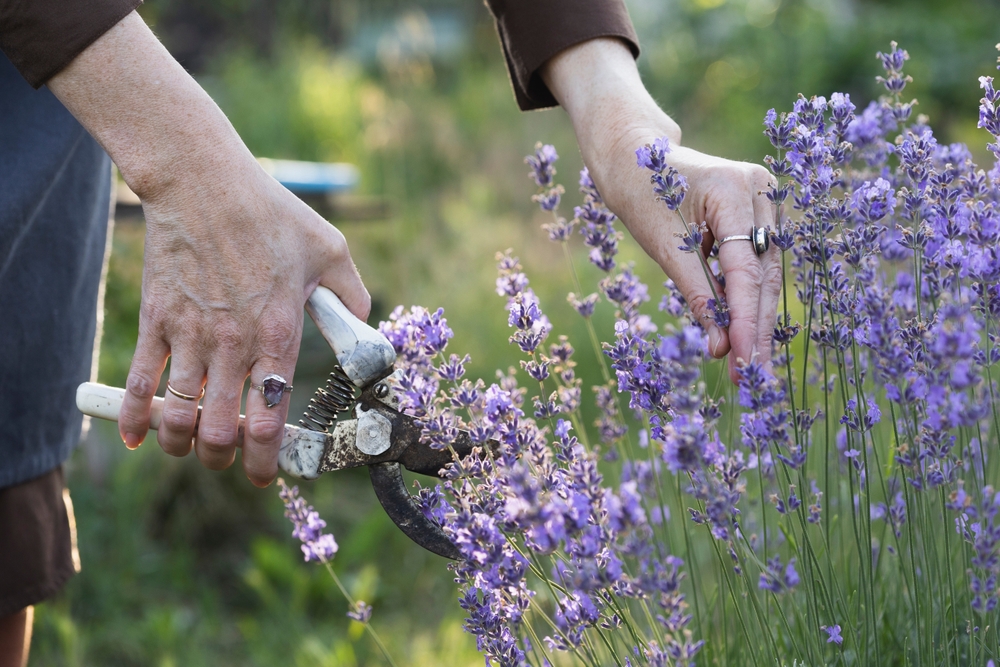 Lavendel nekter å blomstre neste år uten disse 3 grepene – gjør dem nå