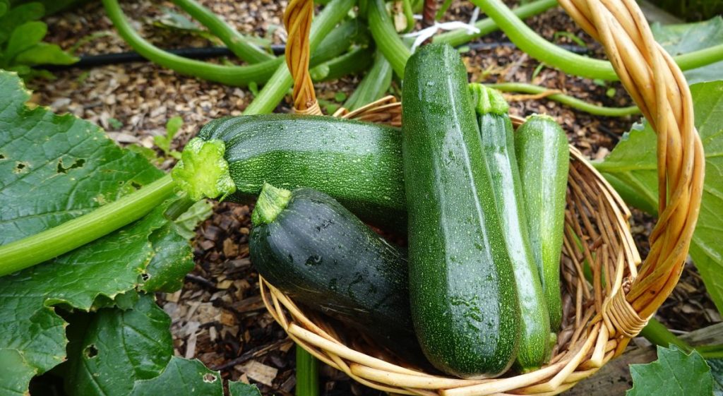 zucchini squash