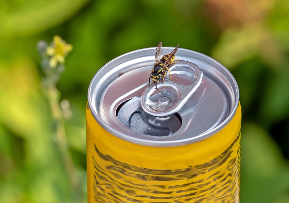 Wasp, veps