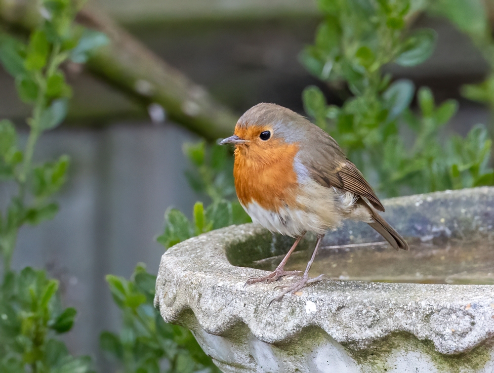 European Robin,Erithacus Rubecula, small bird, fugl, rødhals, rødstrupe