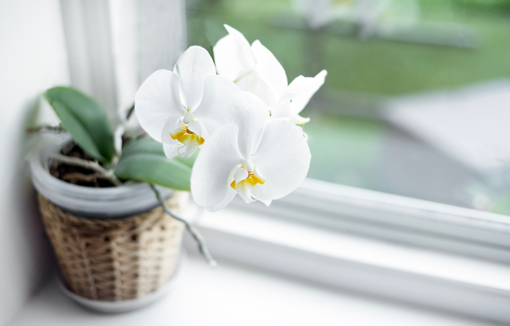 Orchid, Orchidee