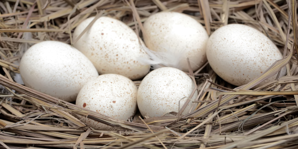 egg, eggs, kalkun, turkey