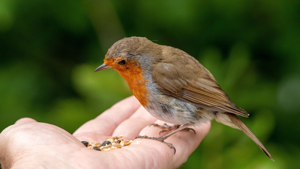 European Robin,Erithacus Rubecula, small bird, fugl, rødhals, rødstrupe