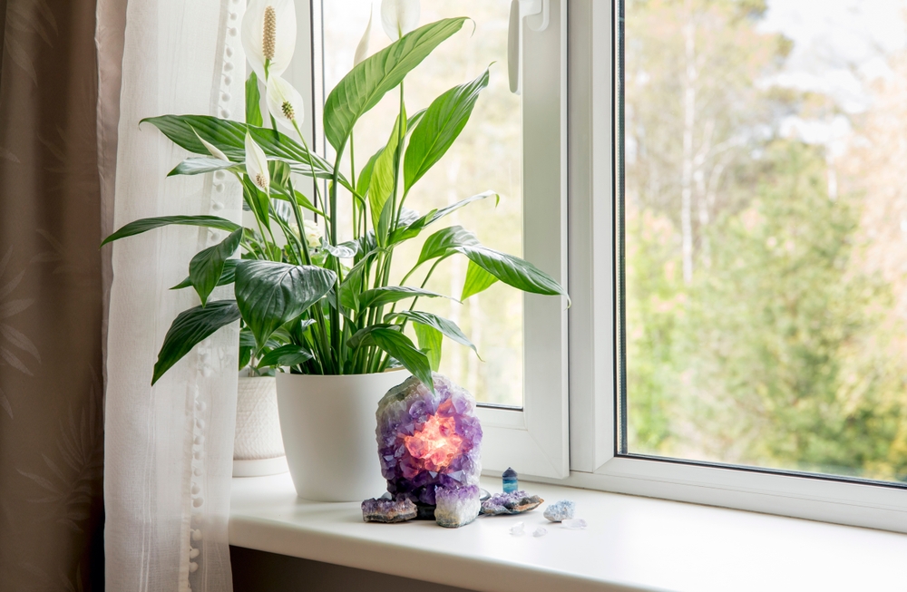 peace lily fredslilje potte plante plant pot