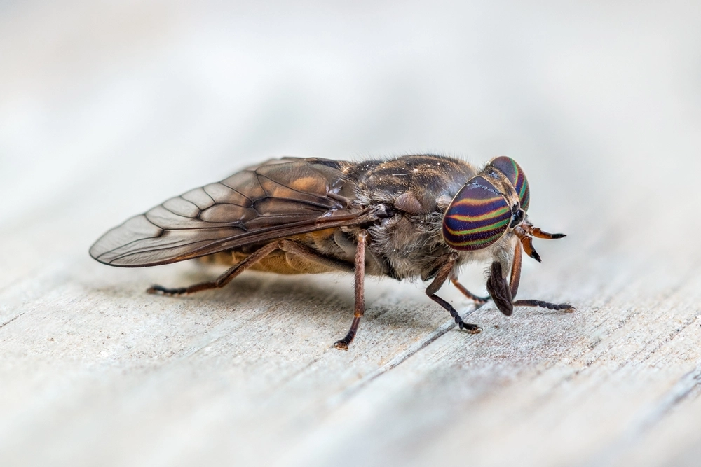 flue, fly