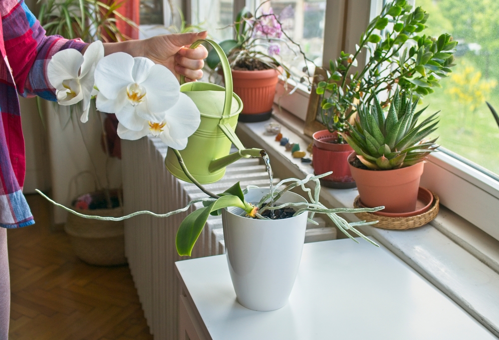 Orchid, Orchidee