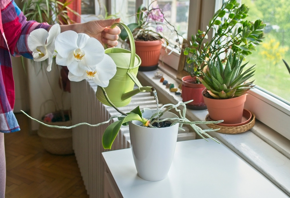 Orchid, Orchidee