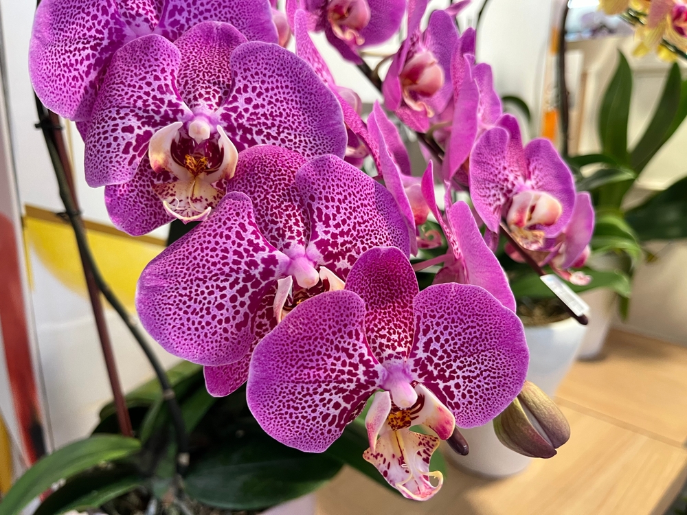 Orchid, Orchidee