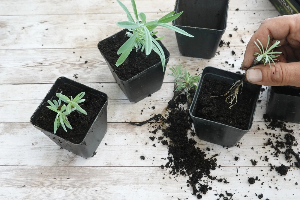 August-trikset: Lag nye planter gratis