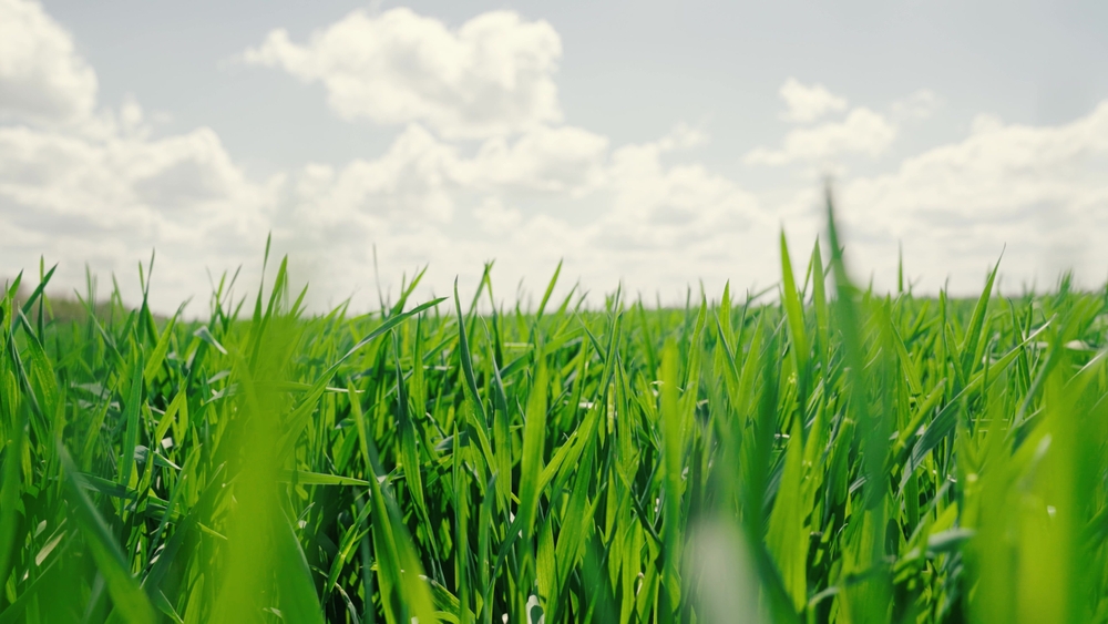 Soil, earth