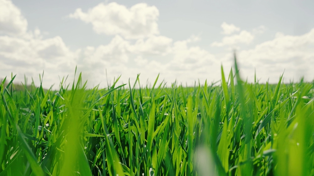 Soil, earth