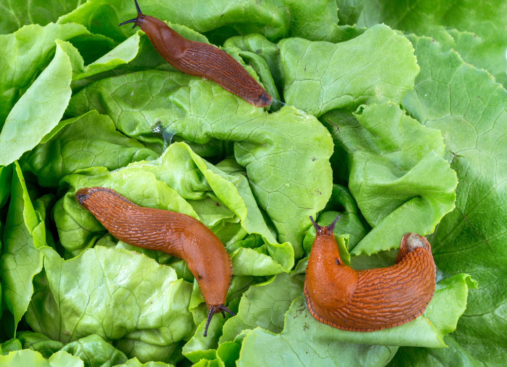 slug, snail