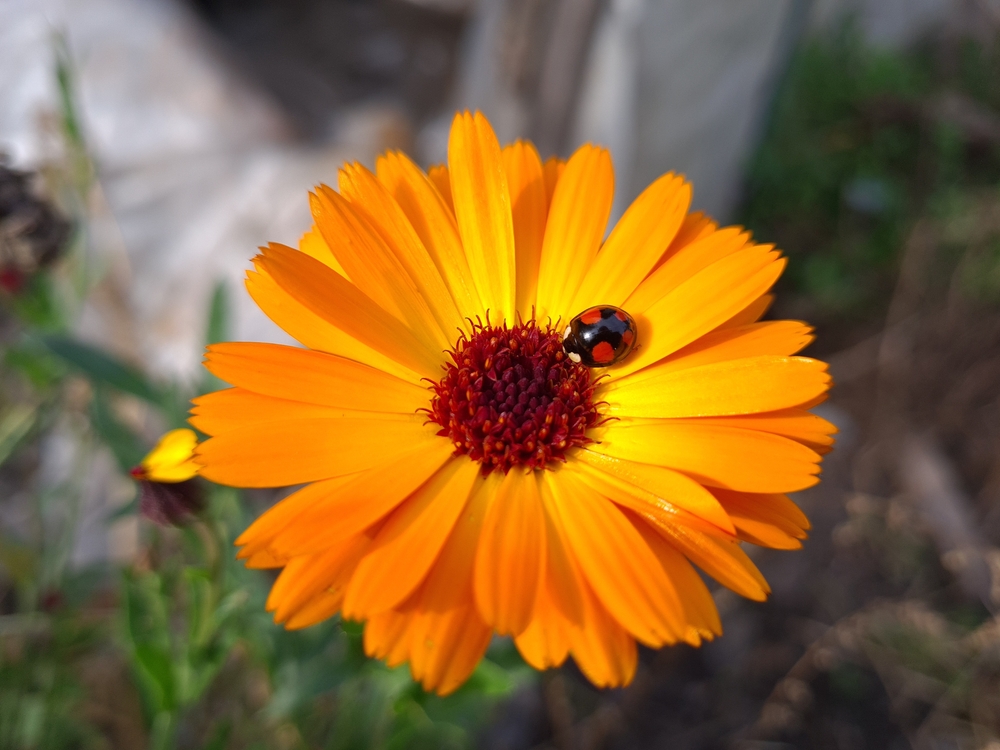 mariehøne, ladybug