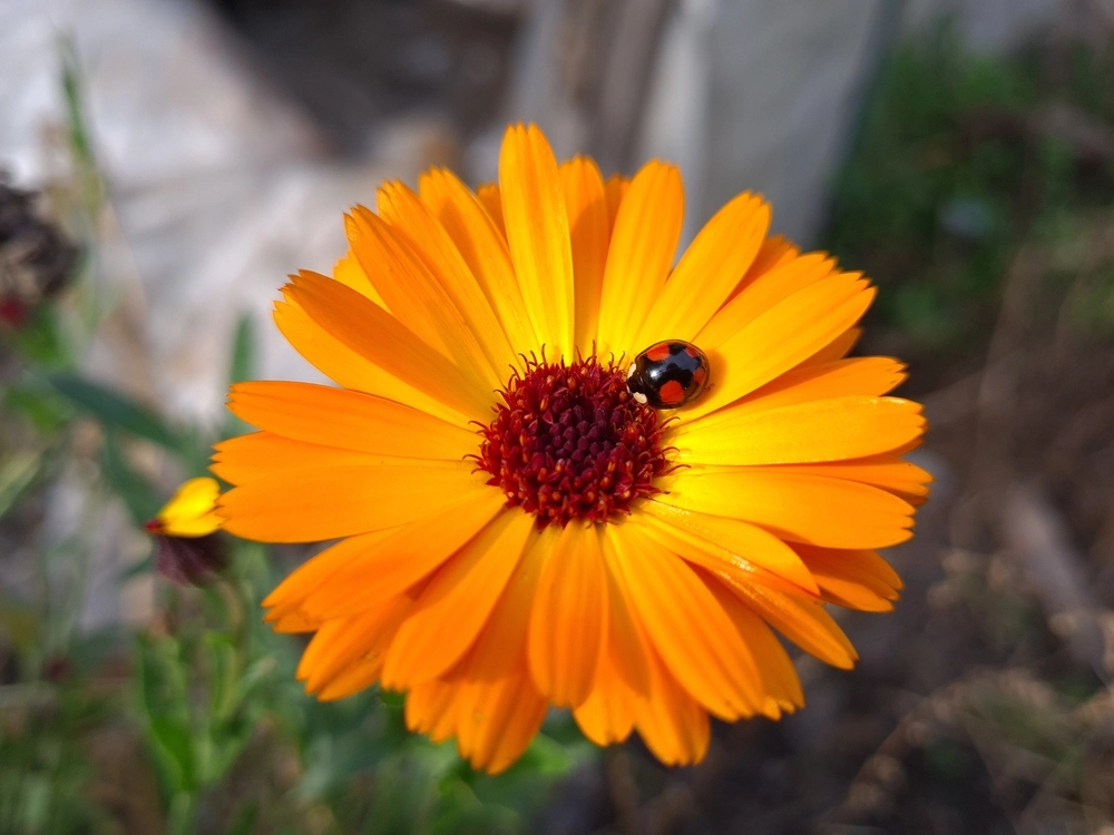 marieh&oslash;ne, ladybug