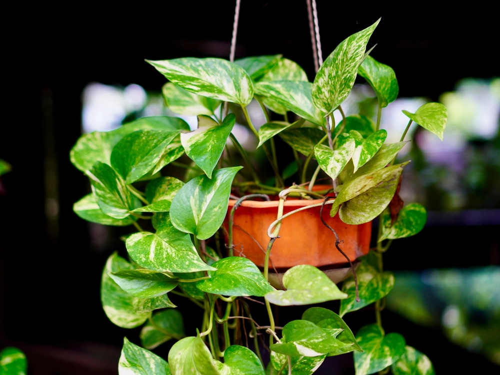 Pothos Plant,Epipremnum Aureum, potteplante, hængende grøn plante