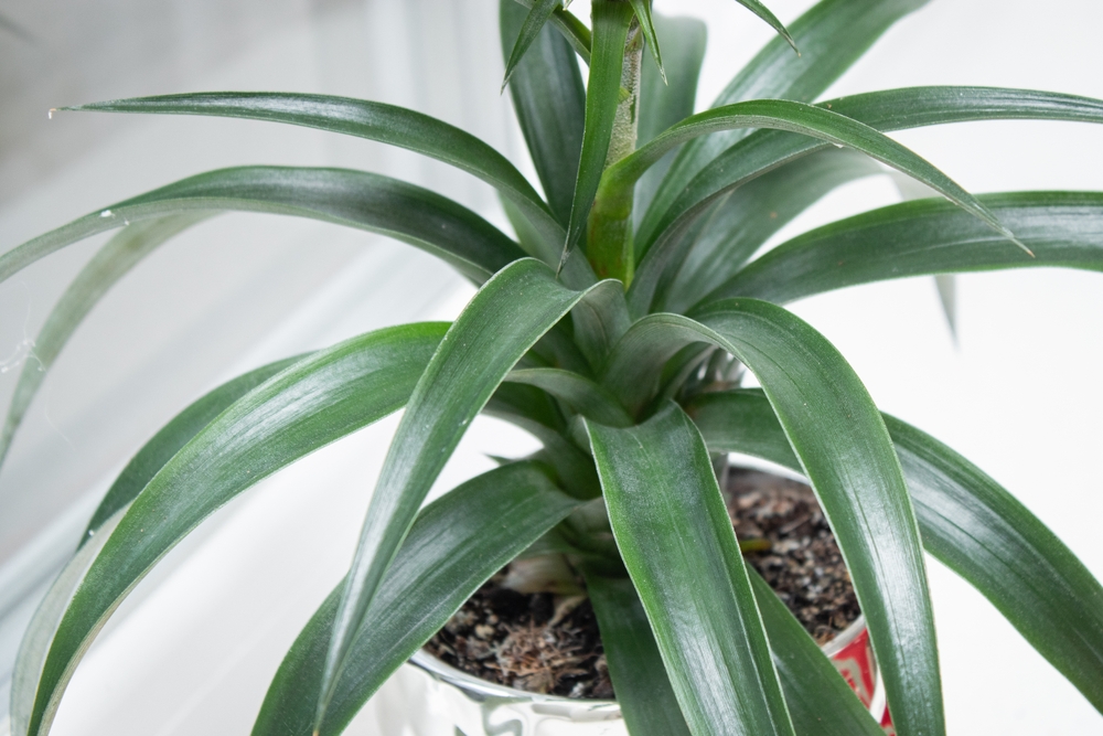 Green,Leaves,Of,A,Pineapple,Plant,Growing, ananasplante, potteplante