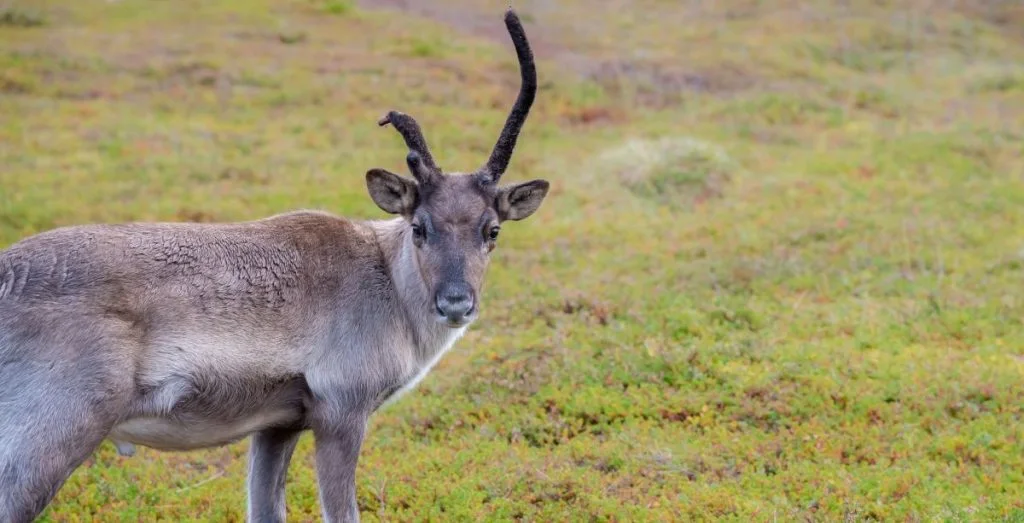Reindeer rensdyr
