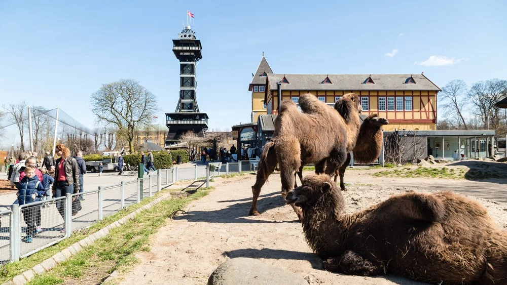 København Zoo jubler over nye unger: Gæsterne har god grund til at glæde sig