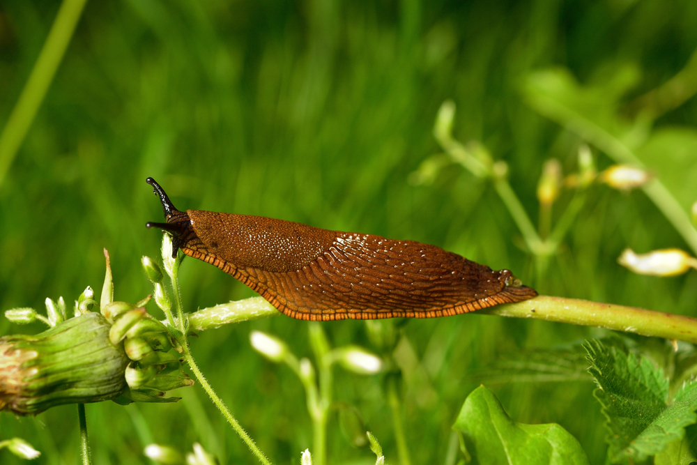 slug, snail