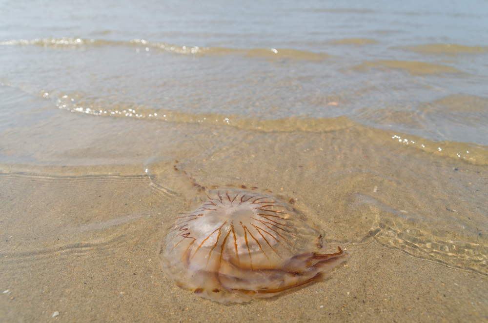 Compass,Jellyfish,chrysaora,Hysoscella, kompassmanet, giftig