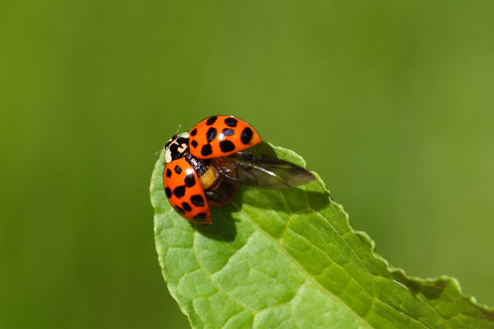 ladybug, mariehøne