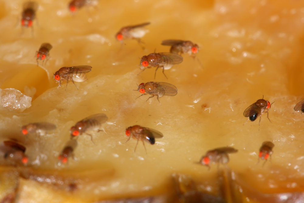 Fruit fly, fruktflue, fluer, flies, frukt