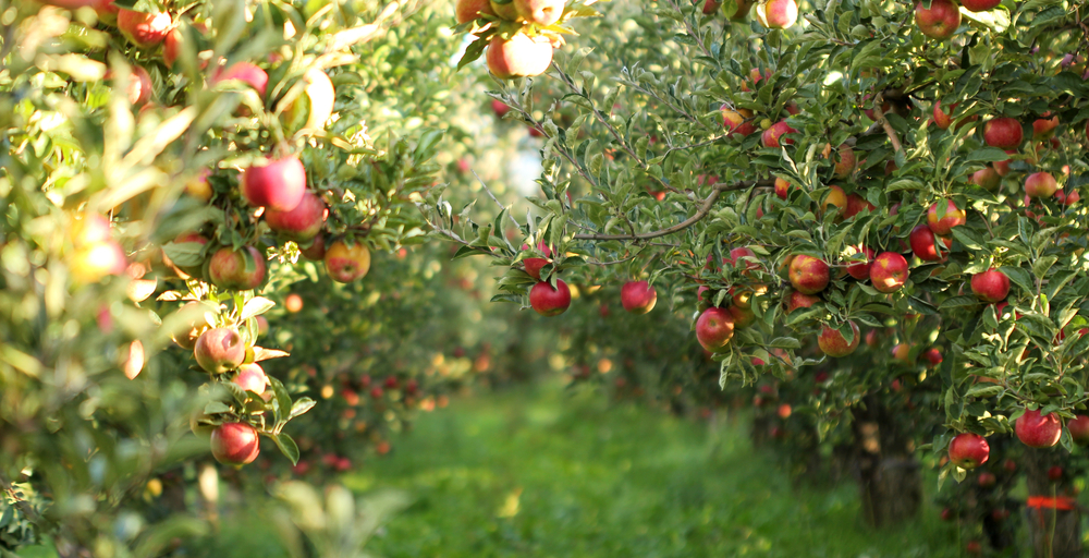 Apple - Apfel - Æble