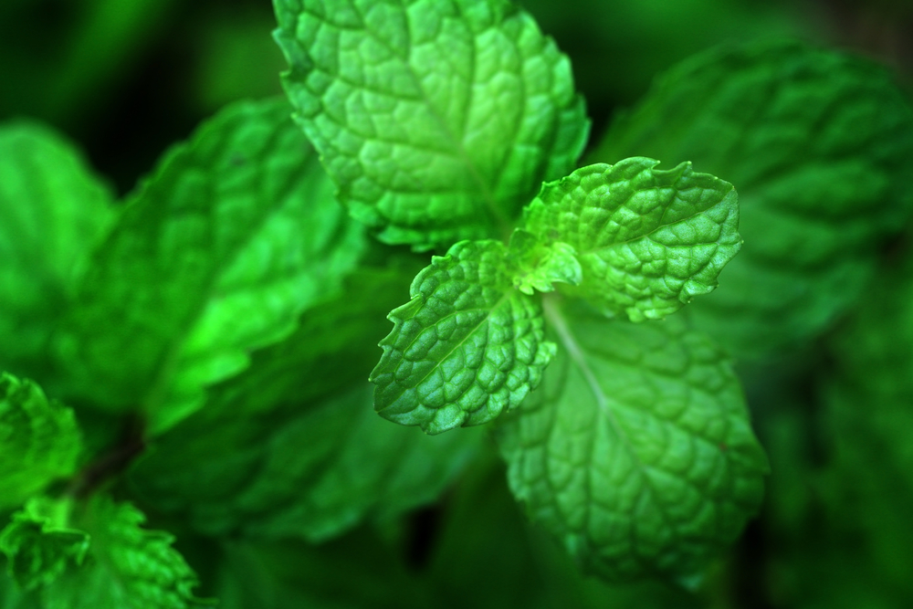 Mint Leaves,Peppermint,mynte, urt, herb