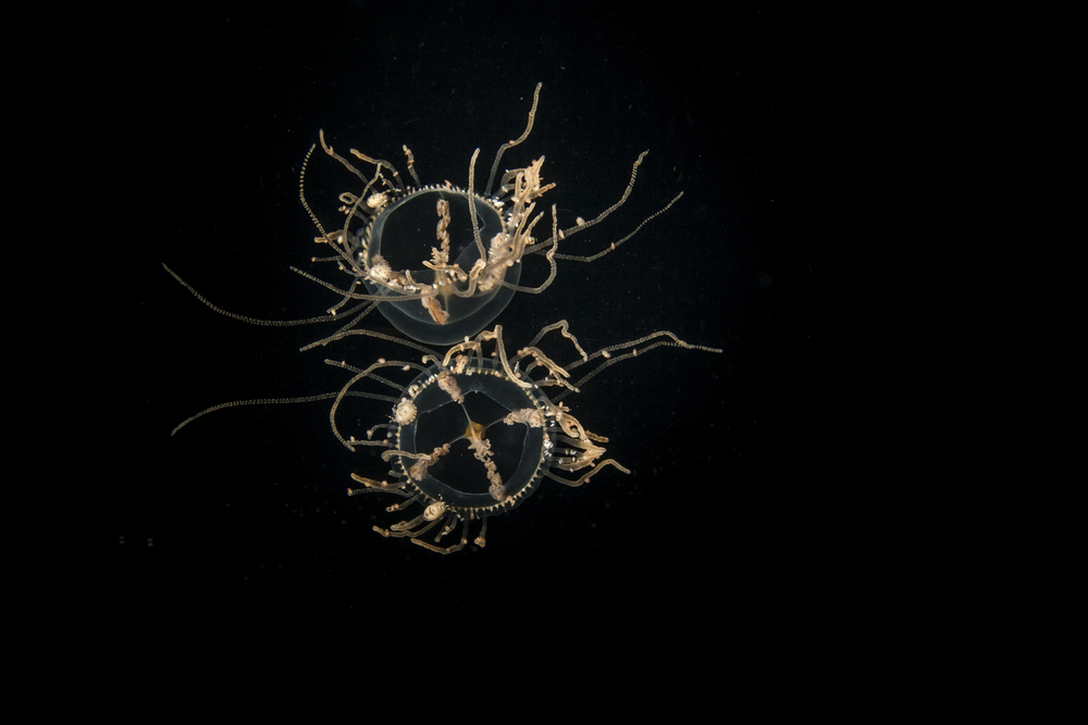 Gonionemus,Vertens, jellyfish, klamremanet, giftig