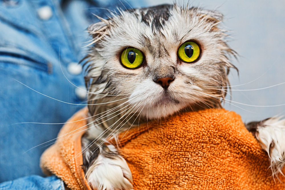 Katten din hater vann – her er grunnen