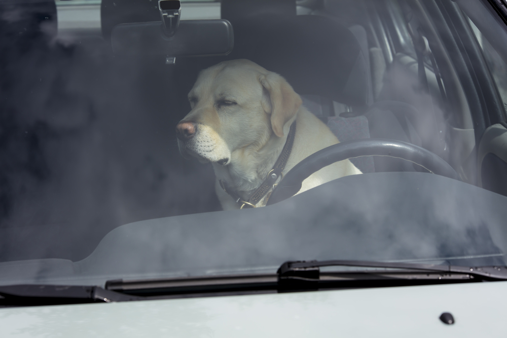 A,Yellow,Labrador,Dog,Sits,In,A,Hot,Car,In