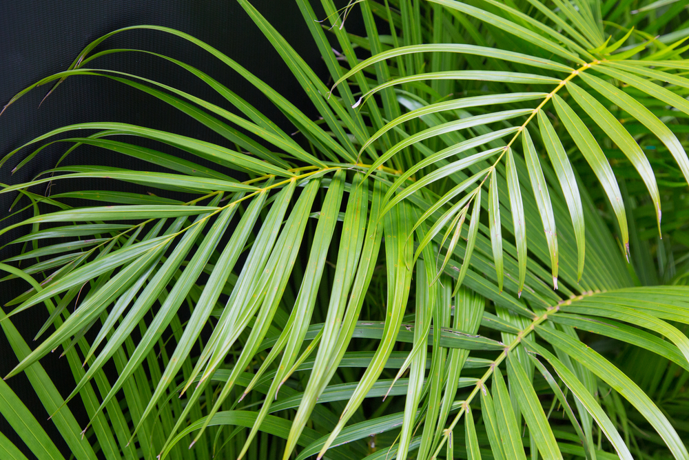 Areca palm arekapalme potte plante